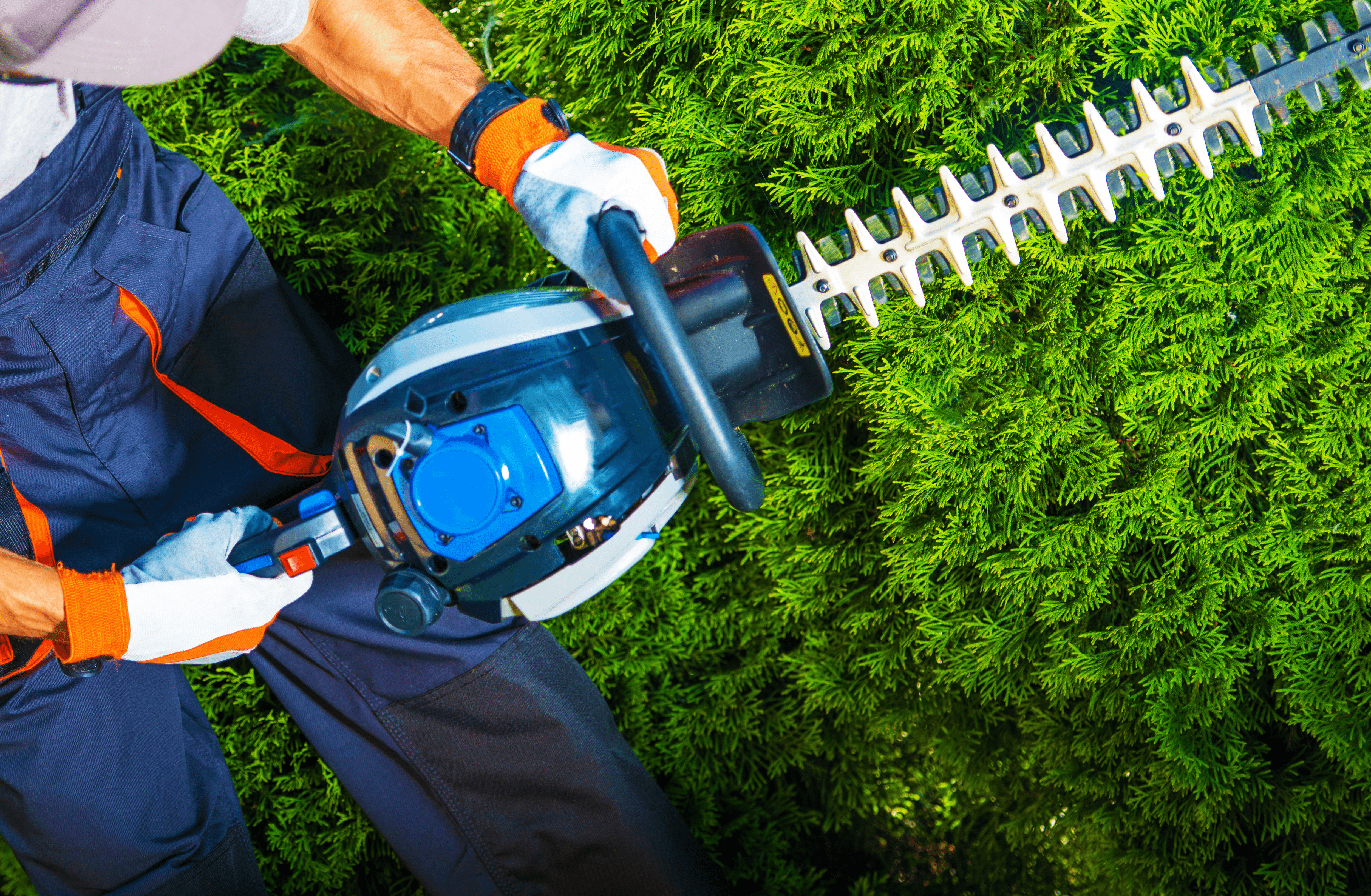 BUSH TRIMMING